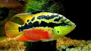 Cikhlasoma salvini care съдържание описание развъждане на снимки за хранене.